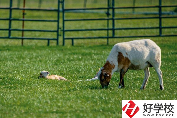 張家界旅游學校的優(yōu)勢在哪里？