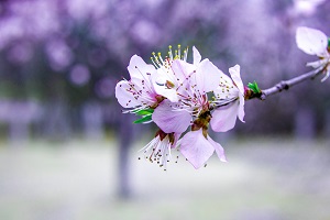 專升本后拿到的學歷是第一學歷嗎